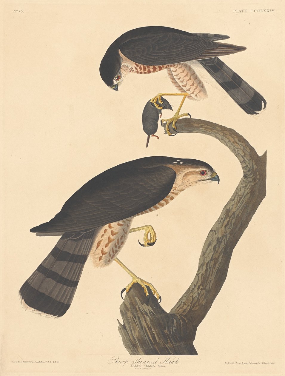 Épervier brun - Robert Havell after John James Audubon