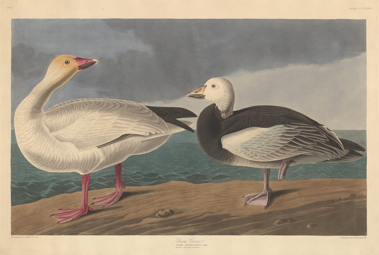 Oie des neiges - Robert Havell after John James Audubon