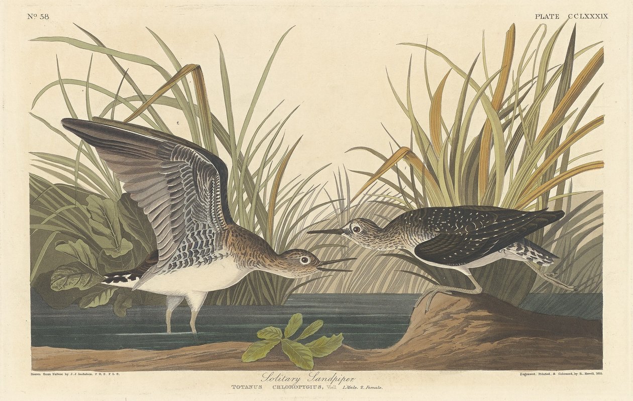 Chevalier solitaire - Robert Havell after John James Audubon