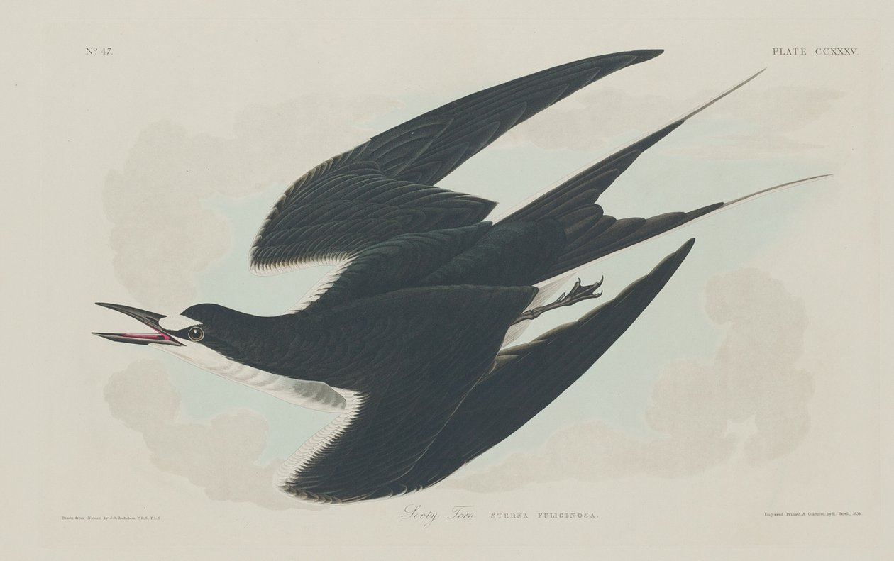 Sterne fuligineuse - Robert Havell after John James Audubon
