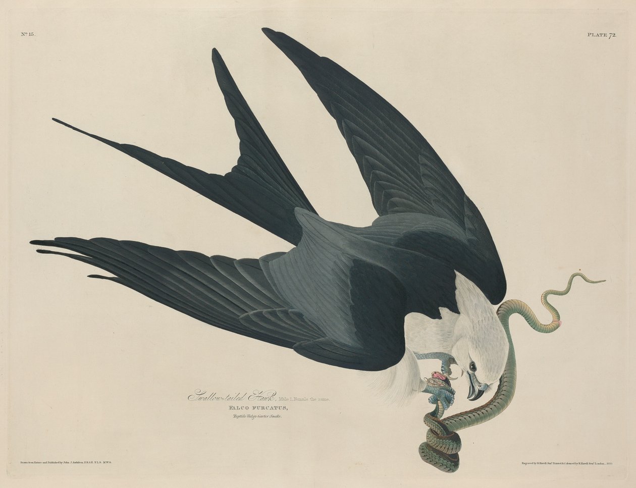 Faucon à queue fourchue - Robert Havell after John James Audubon