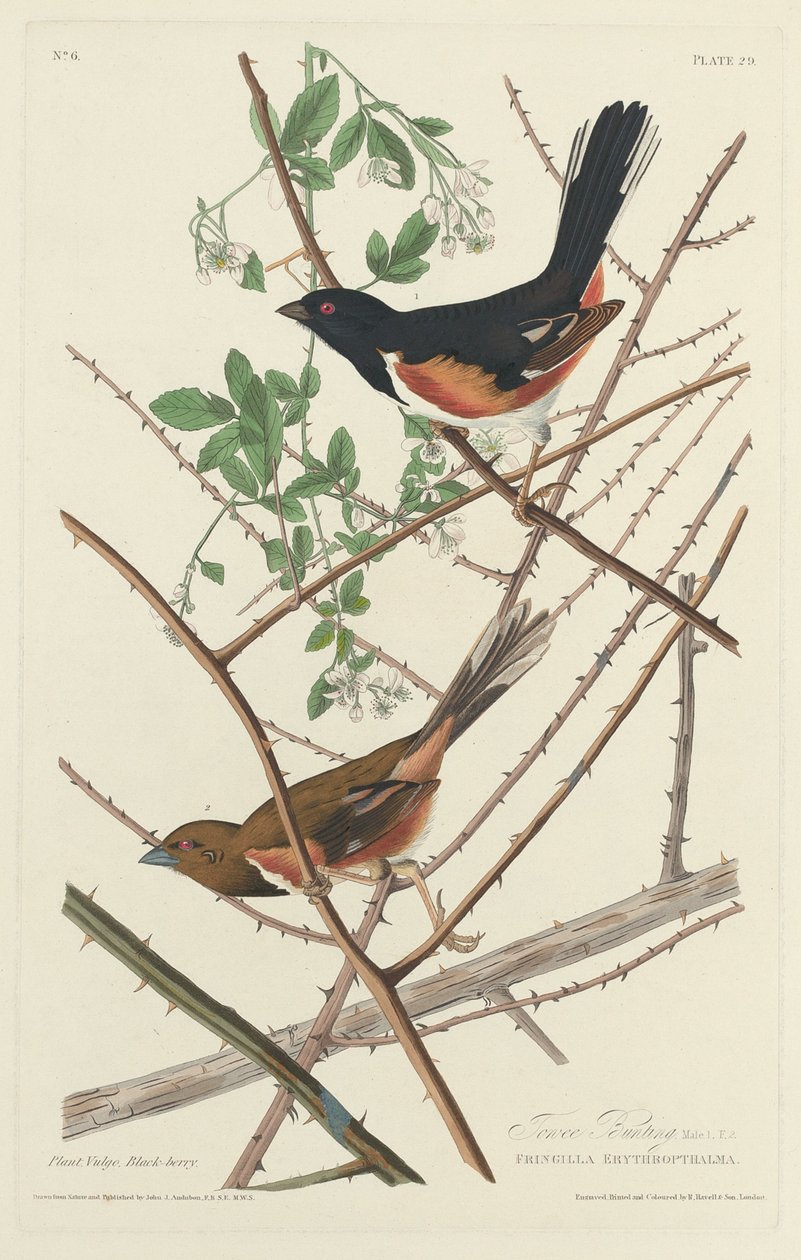 Bruant Towee - Robert Havell after John James Audubon