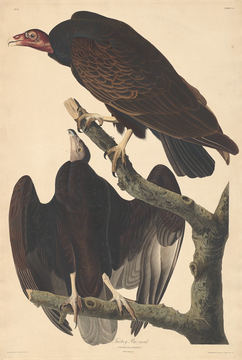 Vautour dinde - Robert Havell after John James Audubon