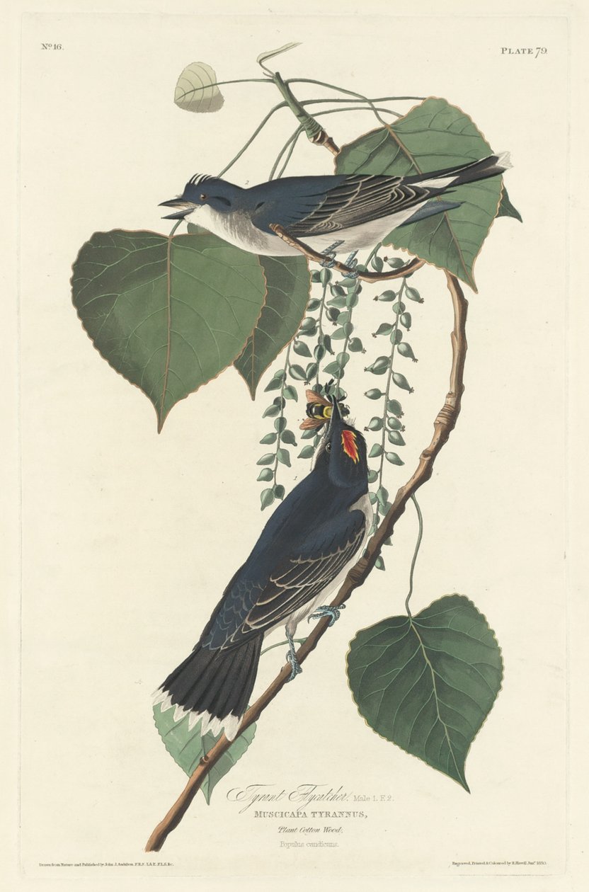 Tyran gris - Robert Havell after John James Audubon