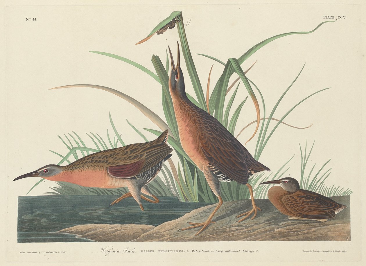 Râle de Virginie - Robert Havell after John James Audubon