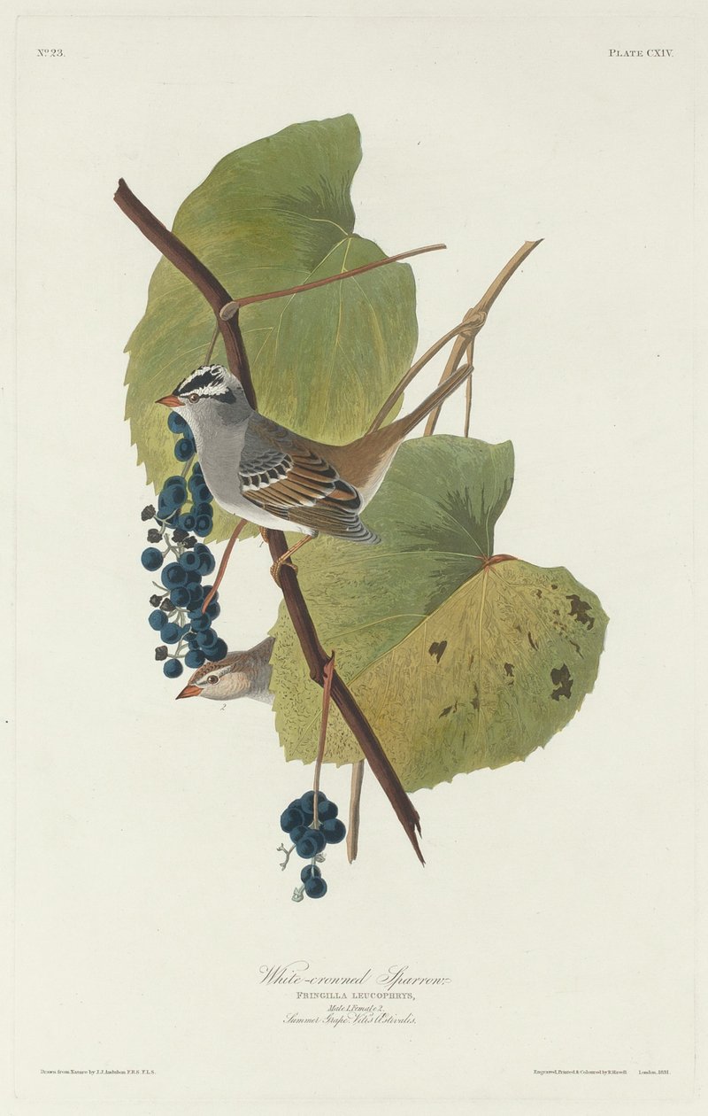 Moineau à couronne blanche - Robert Havell after John James Audubon