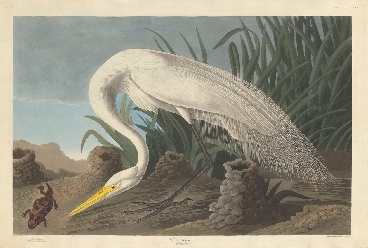 Héron blanc - Robert Havell after John James Audubon
