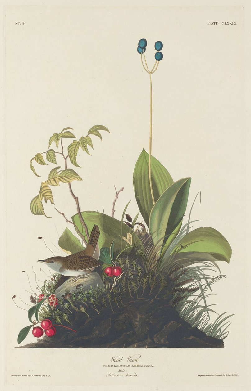 Troglodyte des bois - Robert Havell after John James Audubon