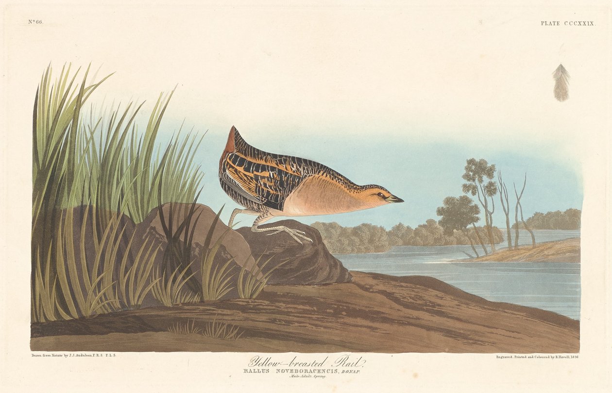 Râle à poitrine jaune - Robert Havell after John James Audubon