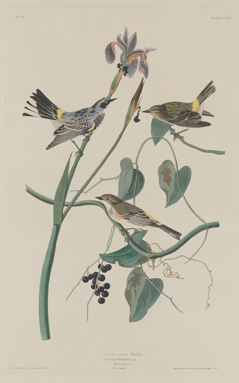 Paruline à couronne jaune - Robert Havell after John James Audubon