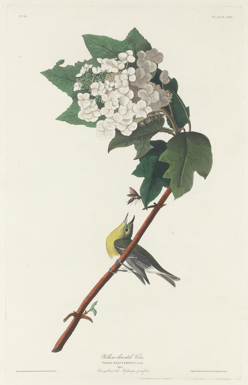 Viréo à gorge jaune - Robert Havell after John James Audubon