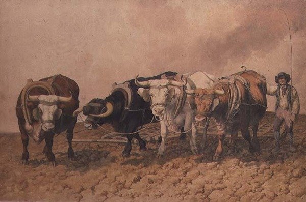 Hersage - Robert Hills