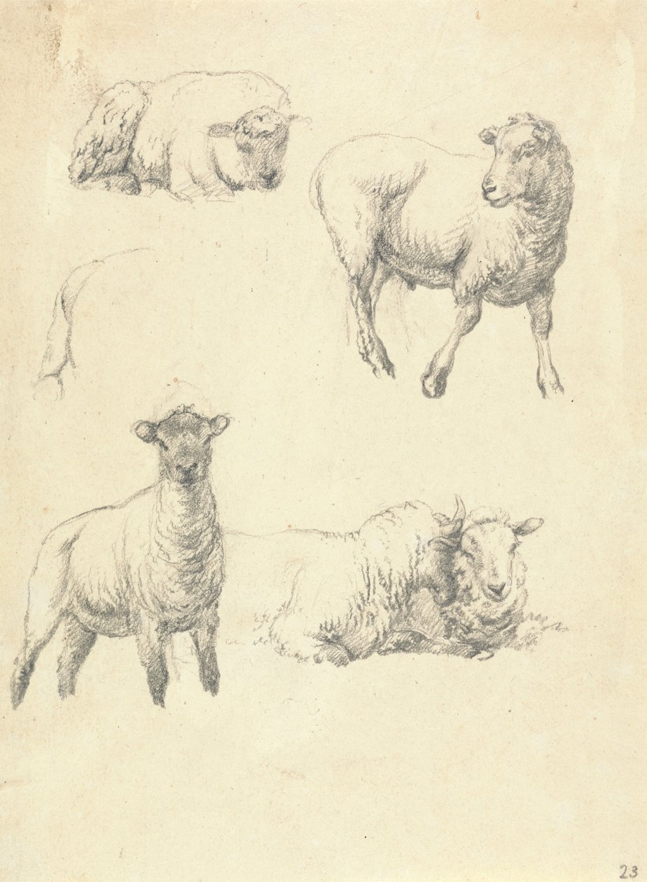 Moutons - Robert Hills