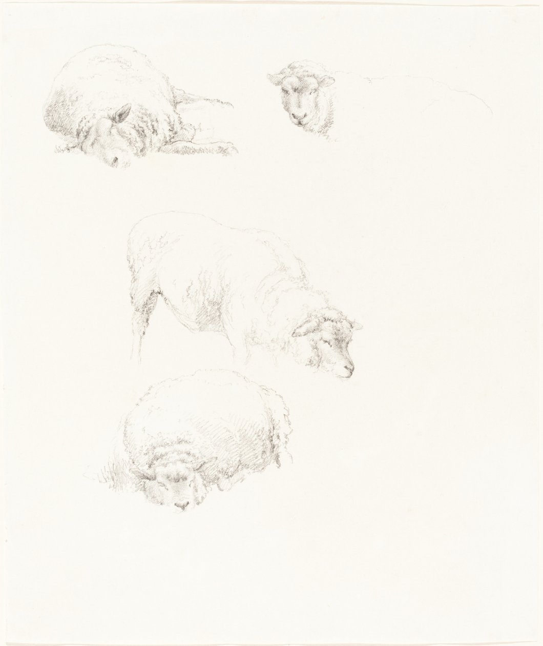 Études de Moutons - Robert Hills
