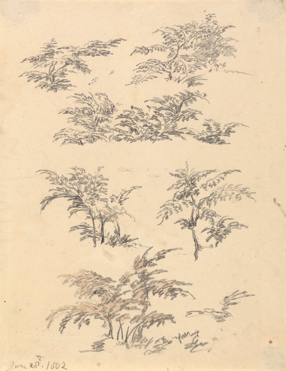 Étude de fougère - Robert Hills