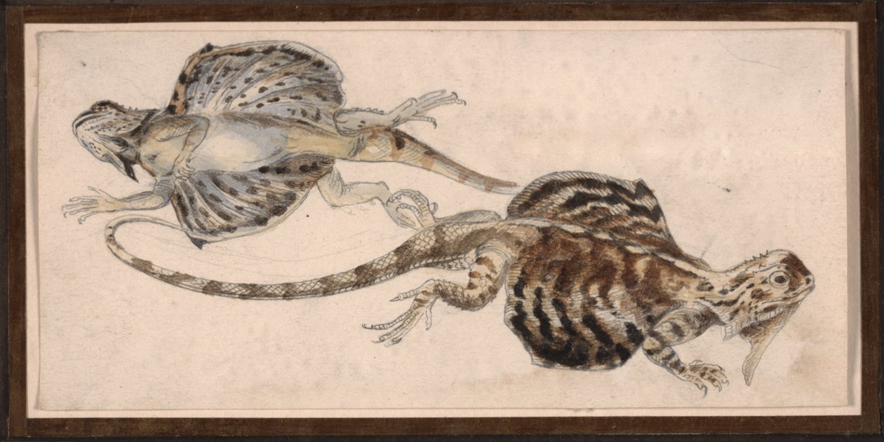 Lézards - Robert Kretschmer