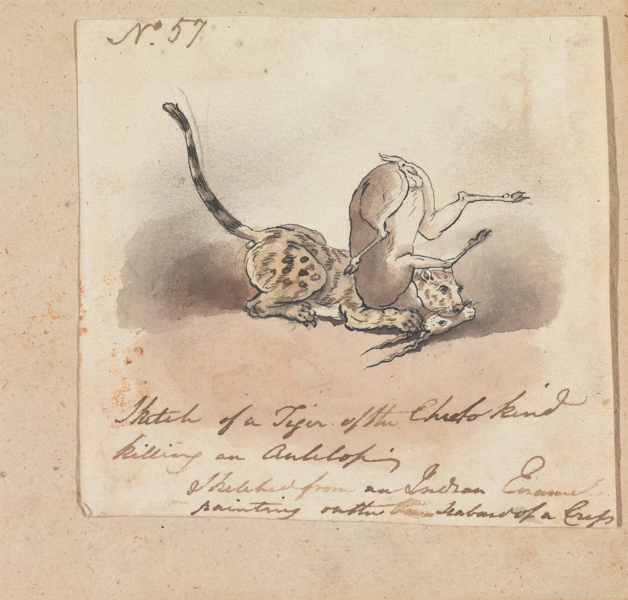 Un guépard tuant une antilope - Robert Mabon