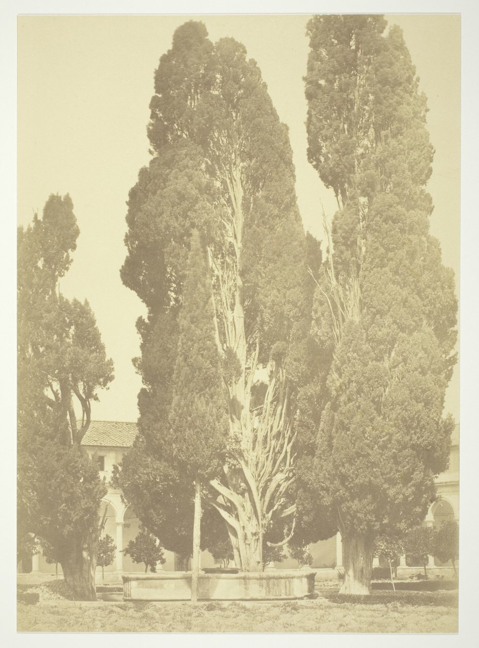Sans titre (Arbres à Rome) - Robert MacPherson
