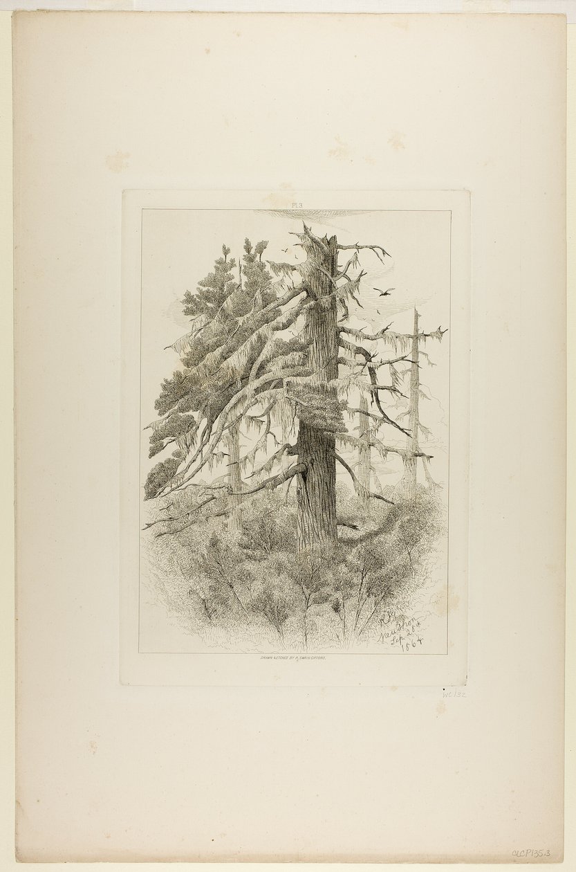 Vieux arbres à Naushon Island - Robert Swain Gifford