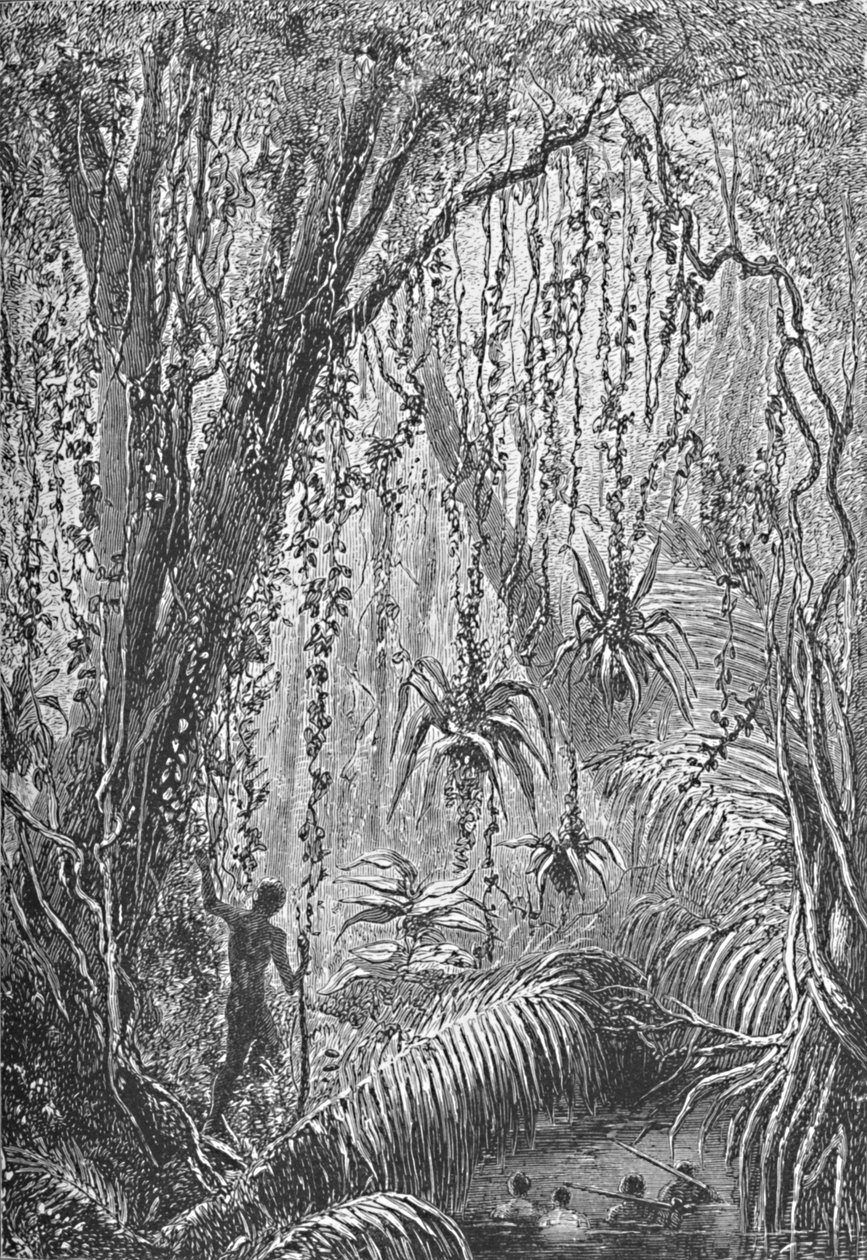 Forêt brésilienne - Robert Taylor Pritchett