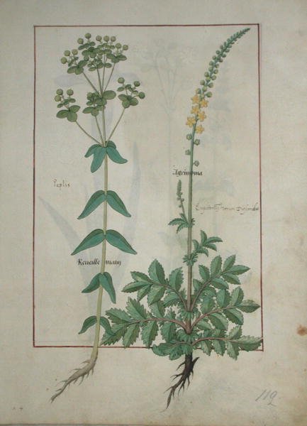 Ms Fr. Fv VI #1 fol.115 Réveille Matin et Agrimonia, illustration du Livre des simples médecines par Matthaeus Platearius (d.c.1161) c.1470 - Robinet Testard