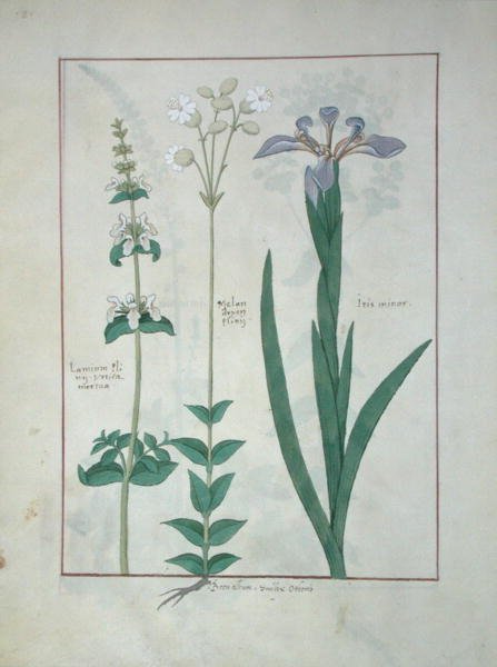 Ms Fr. Fv VI #1 fol.115v Lamium Album ou Ortie blanche, Melandryon, et Iris Minor, illustration du Livre des simples médecines par Matthaeus Platearius (d.c.1161) c.1470 - Robinet Testard