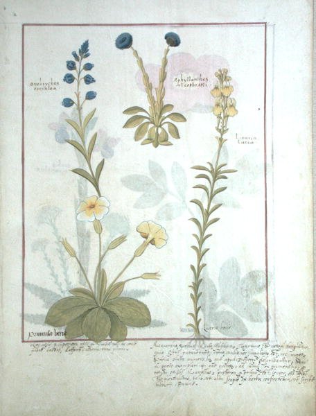 Ms Fr. Fv VI #1 fol.117 Rangée du haut : Onobrychis ou Sainfoin, et Aphyllanthes. Rangée du bas : Linaria Lutea, et Primula Veris ou Primevère, illustration du Livre des simples médecines par Matthaeus Platearius - Robinet Testard