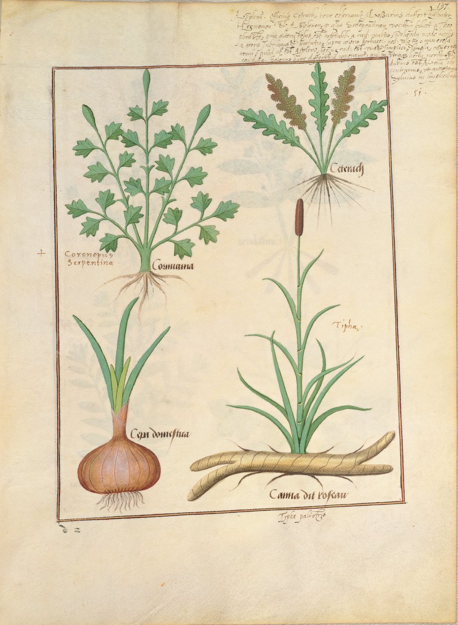 Illustration du 