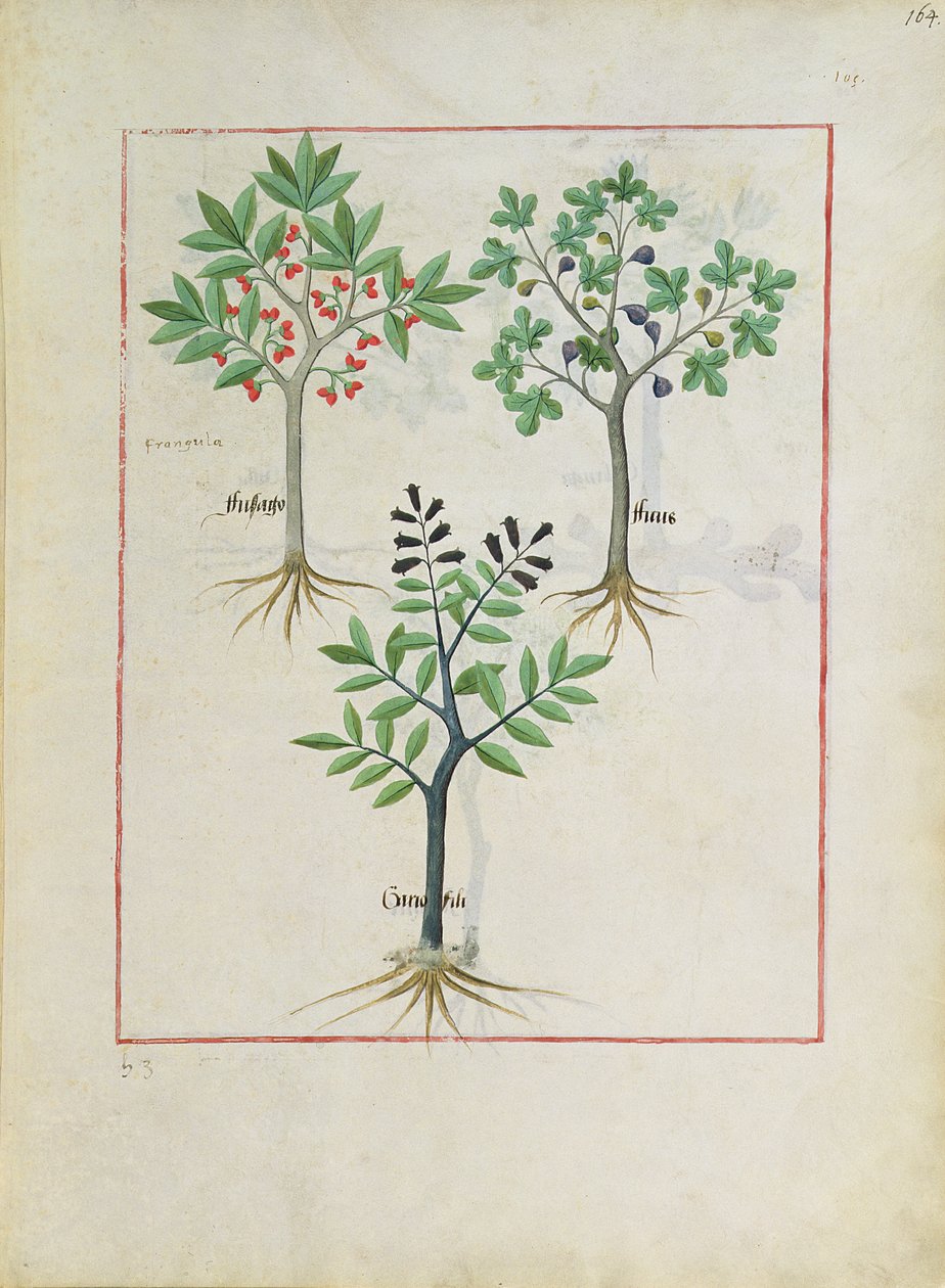 Illustration du Livre des Simples Médecines par Mattheaus Platearius - Robinet Testard