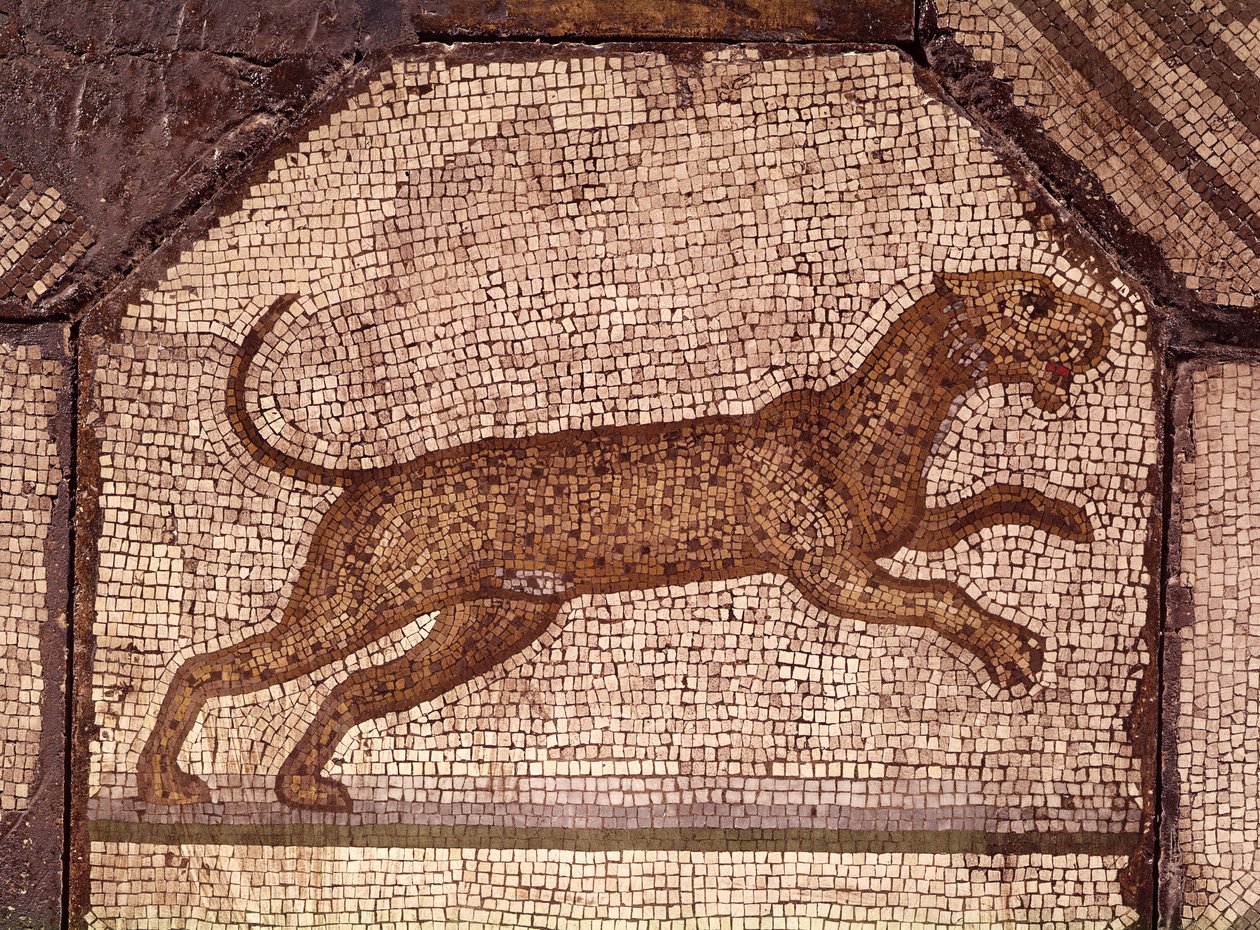 Un léopard, détail d