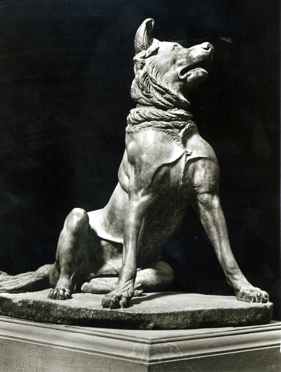 Chien Bull Mastif - Roman Roman