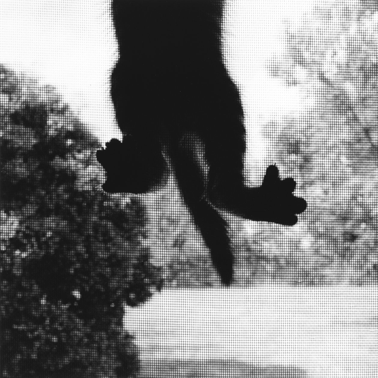 Chat Grimpant - Ron Evans