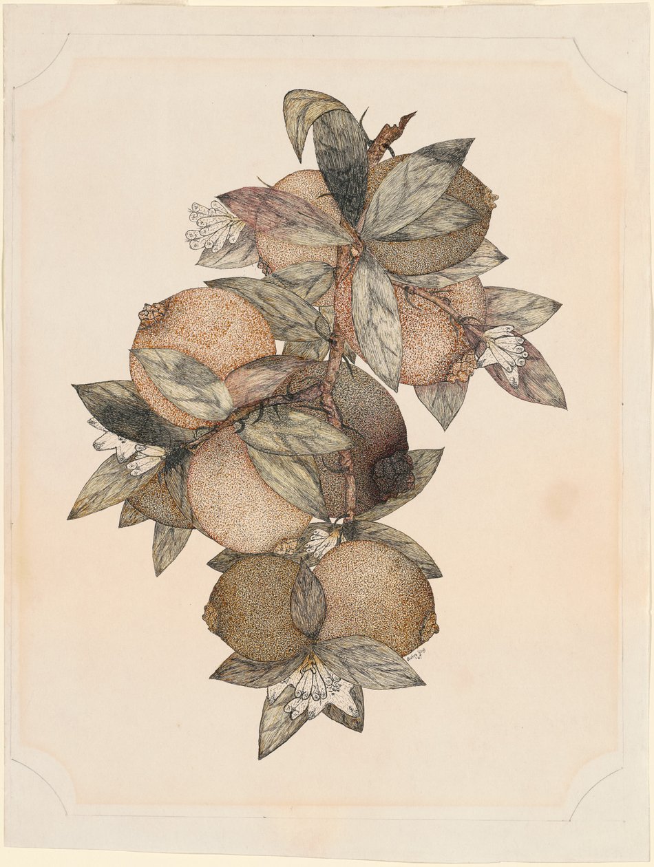 Fruit de grenade - Rufus King