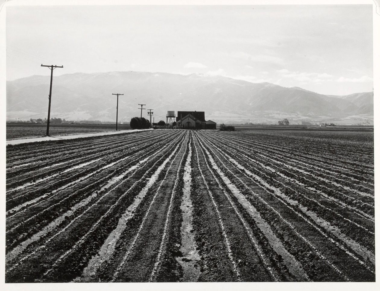 Jeune laitue, Salinas, Californie - Russell Lee