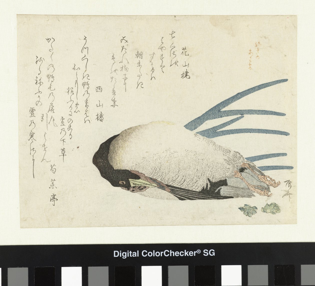 Poireau sous la neige légère - Ryuryukyo Shinsai