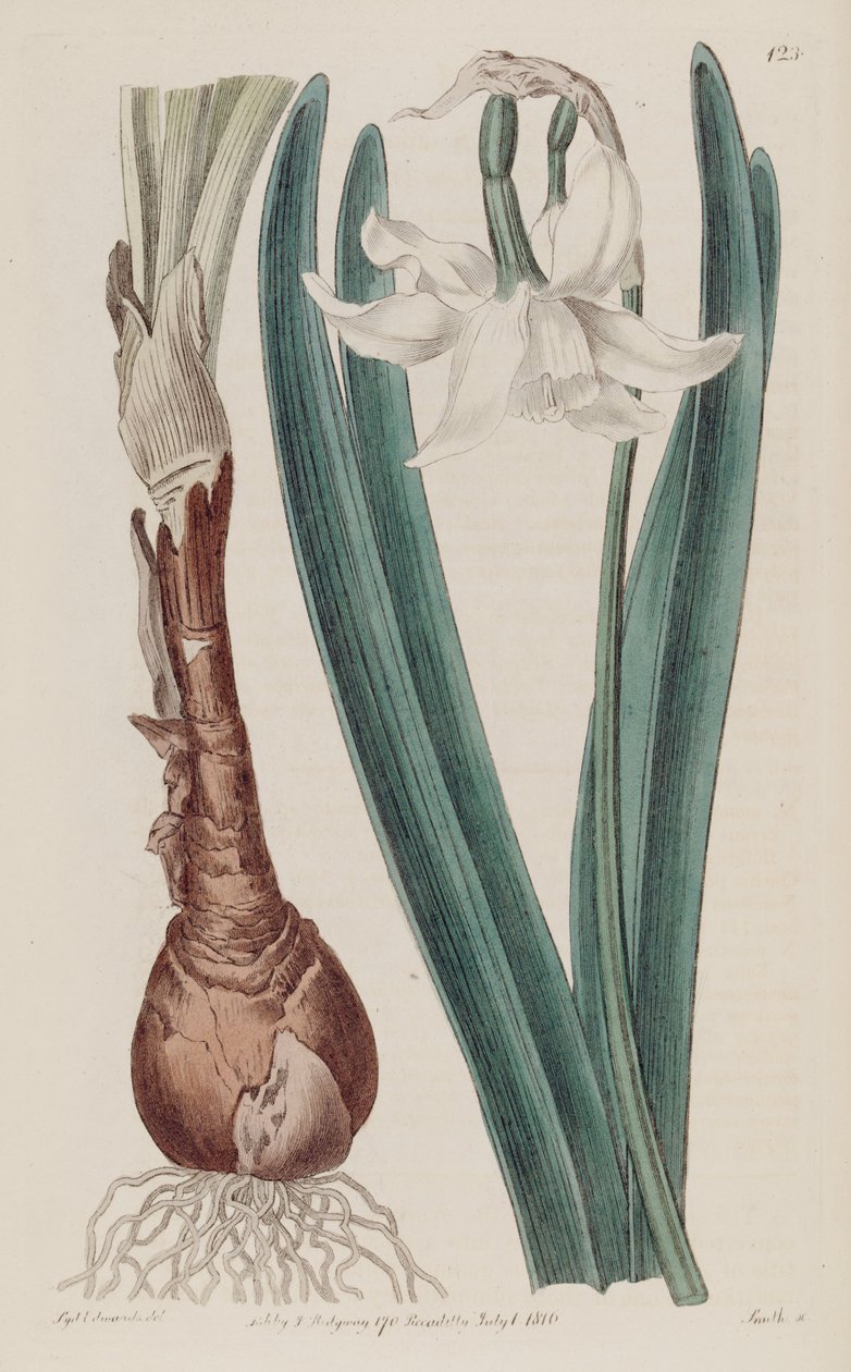 Narcissus × poculiformis, comme Narcissus montanus - S. Edwards