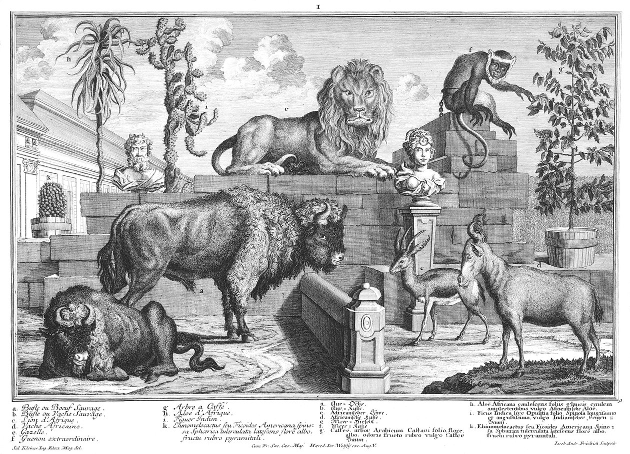 Lion et couple de bisons - Salomon Kleiner