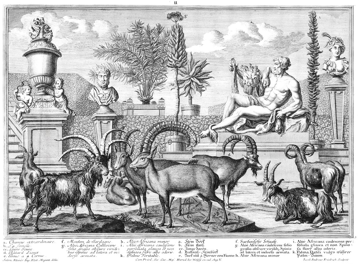 Bouquetins - Salomon Kleiner