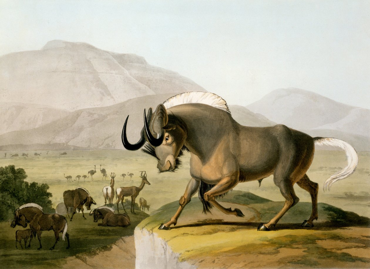 Le Gnou, 1804 - Samuel Daniell
