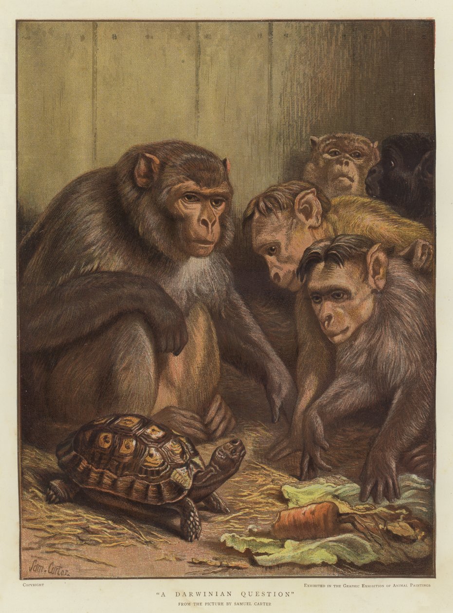 Une question darwinienne (chromolithographie) - Samuel John Carter