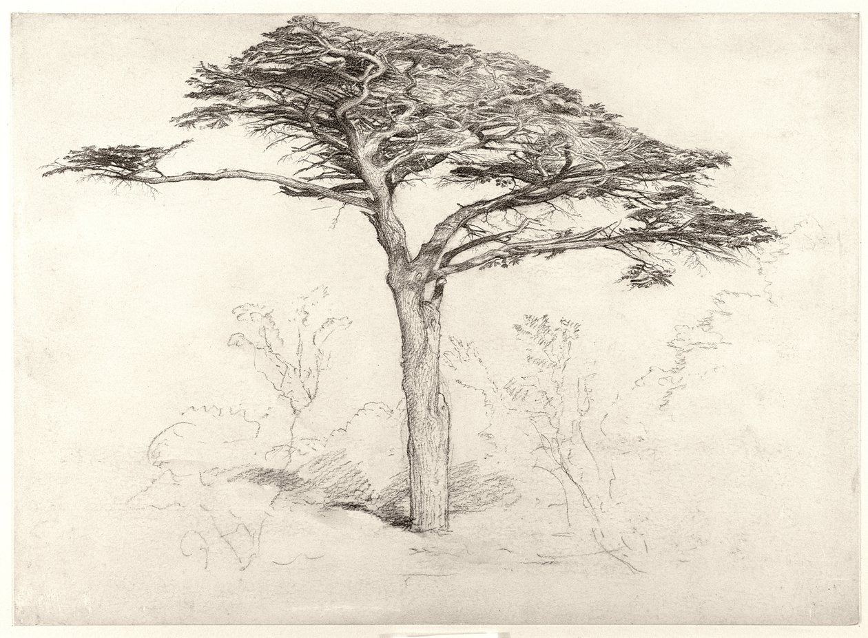 Vieux cèdre dans le jardin botanique, Chelsea - Samuel Palmer