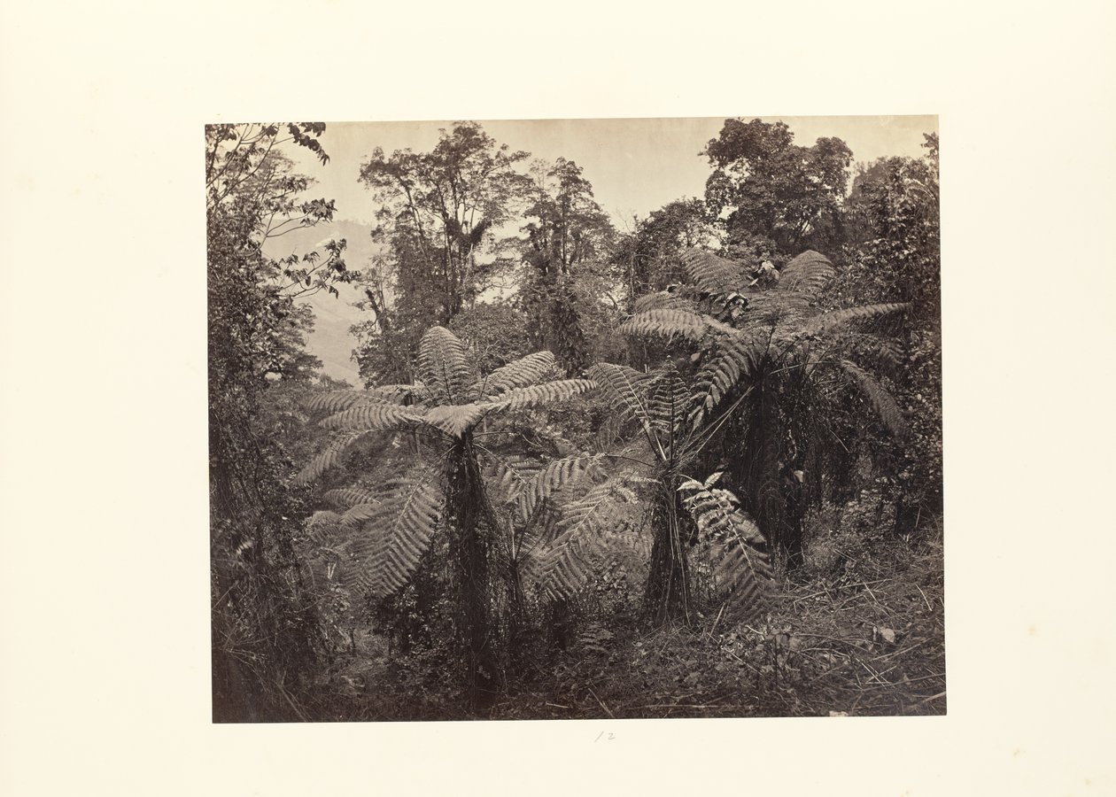 Darjeeling ; groupe de fougères arborescentes à Lebong - Samuel Bourne