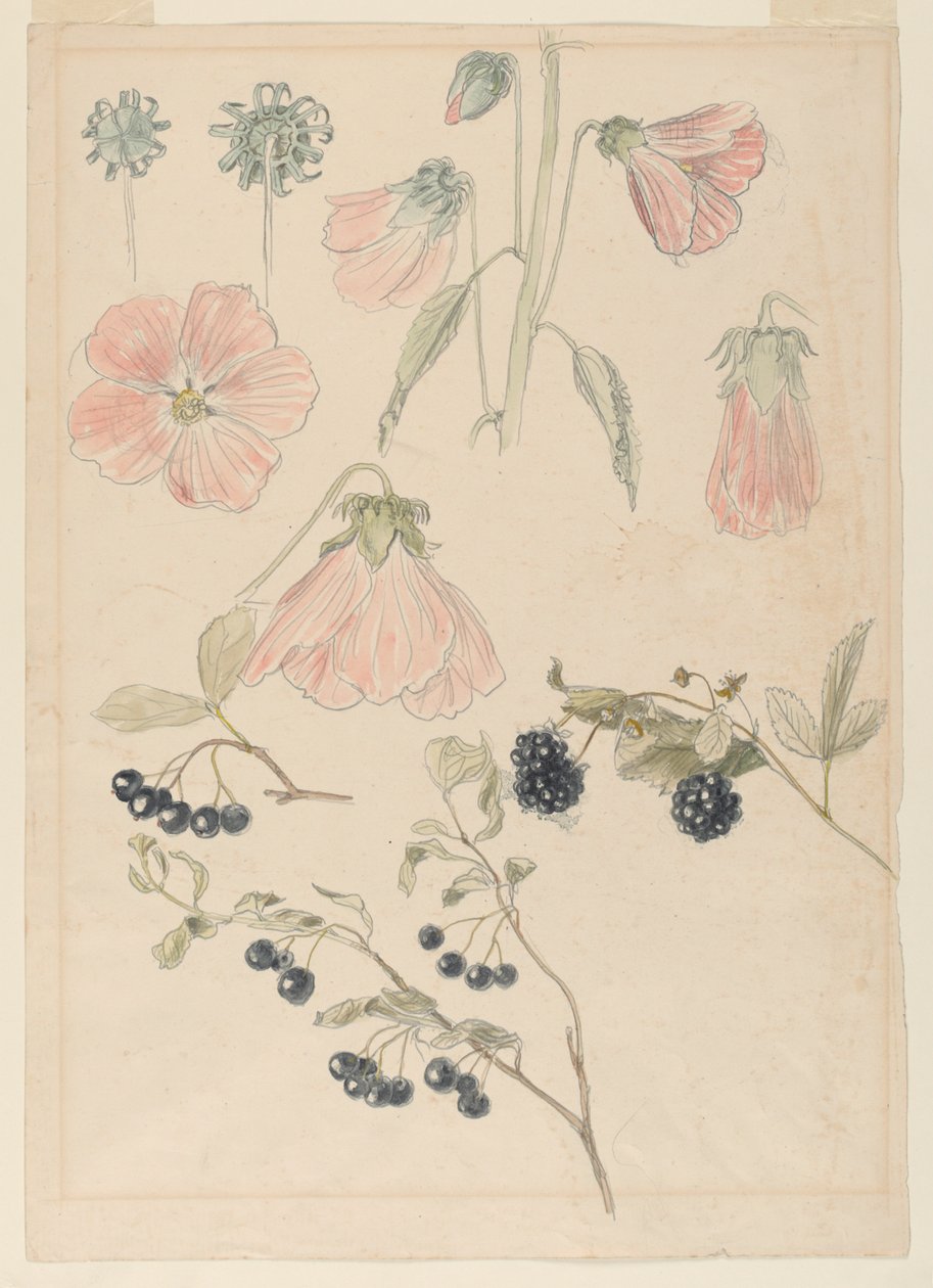 Études de détails botaniques : Roses trémières, myrtilles et mûres - Samuel Colman