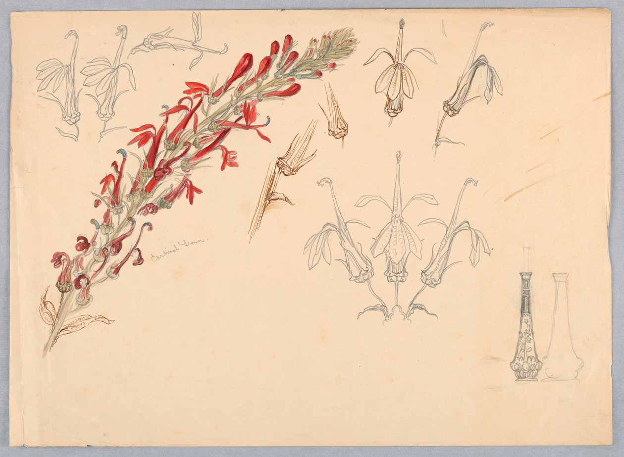 Fleur de cardinal - Samuel Colman