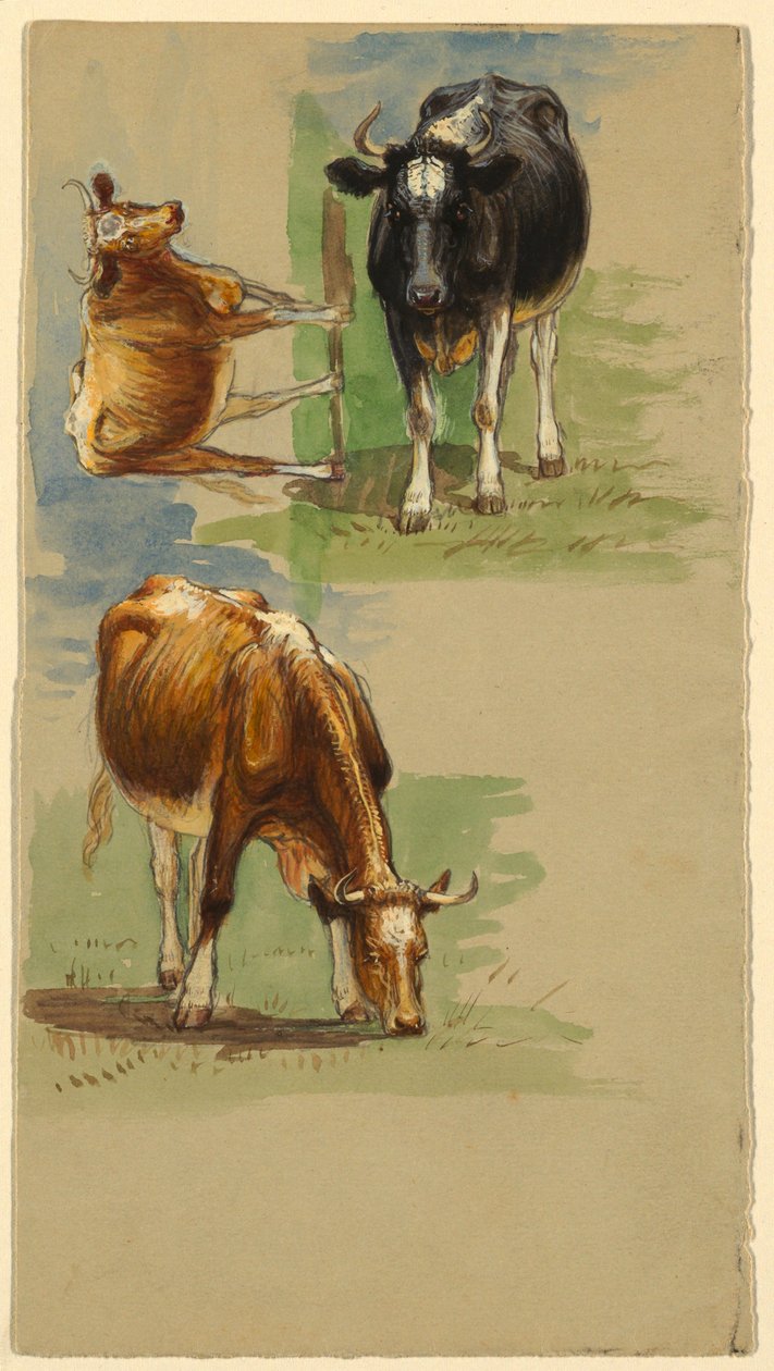 Bétail, bouvillons - Samuel Colman