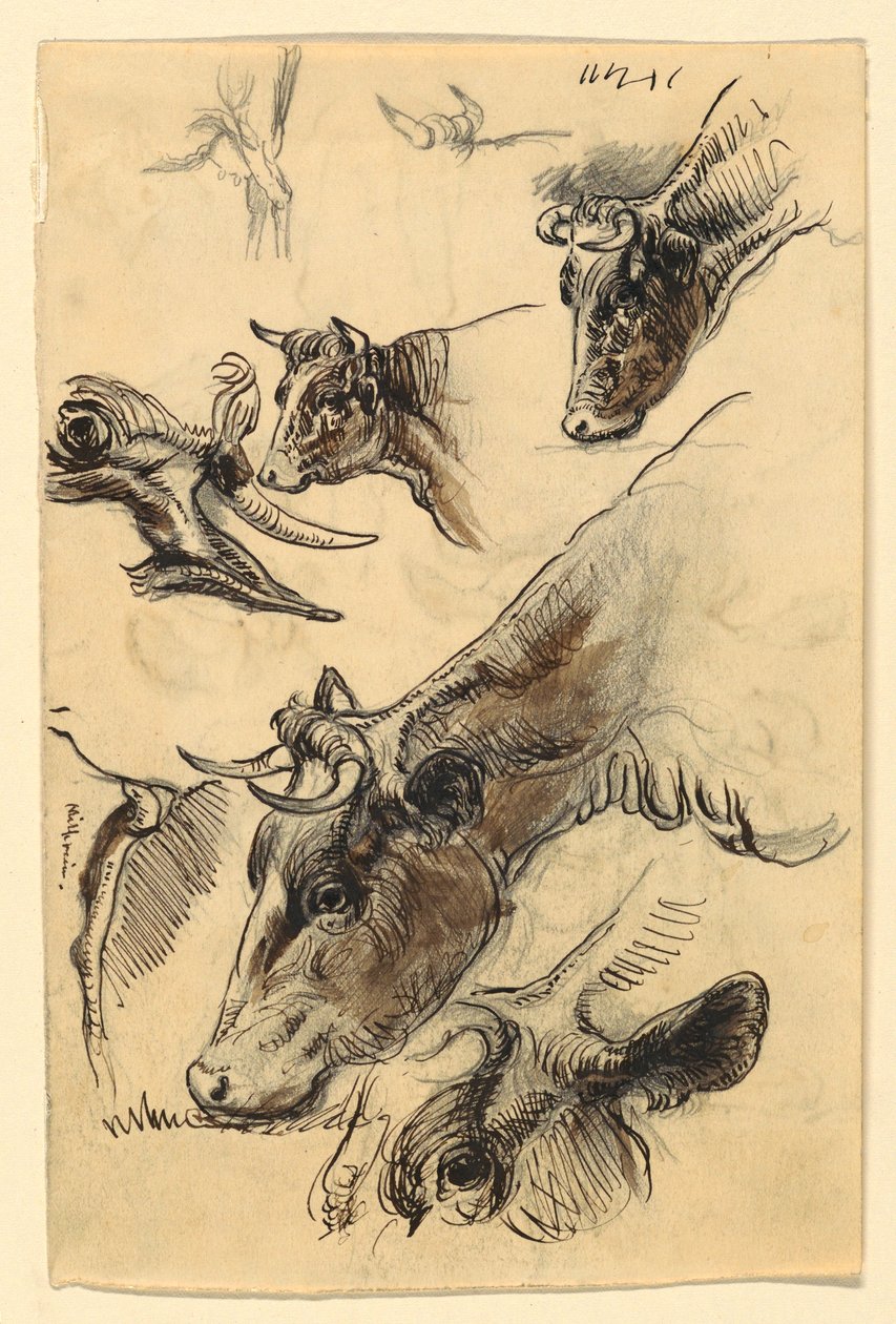 Dessin, Esquisses. Bétail, Irvington, septembre 1876 - Samuel Colman