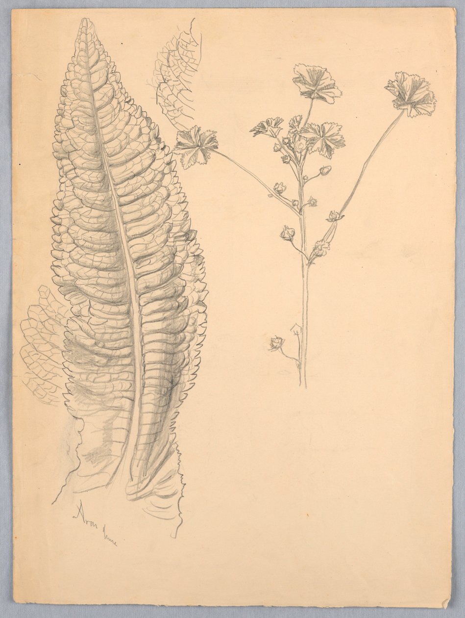 Études de feuilles - Samuel Colman