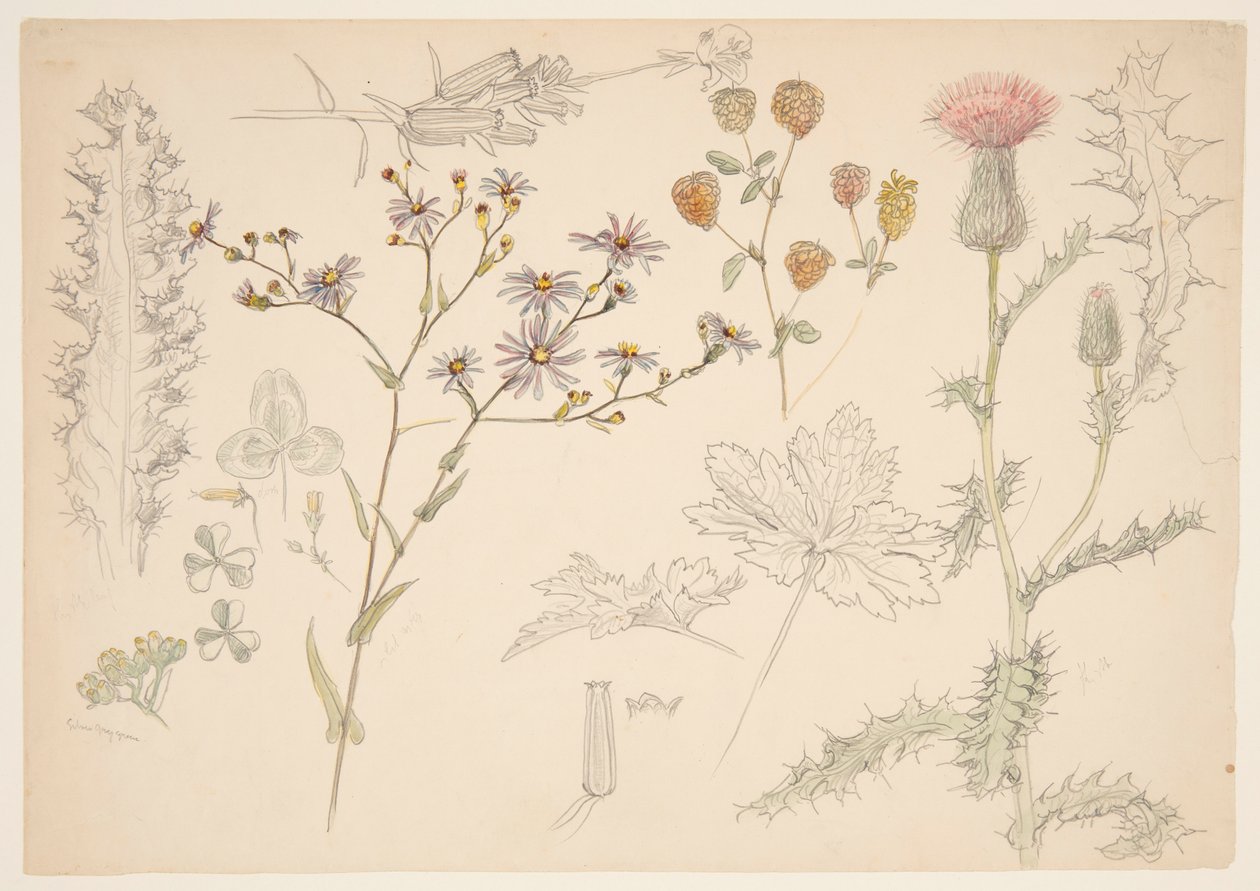 Études de fleurs des prés - Samuel Colman