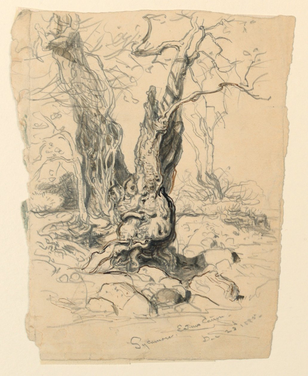 Étude de Sycomore - Samuel Colman