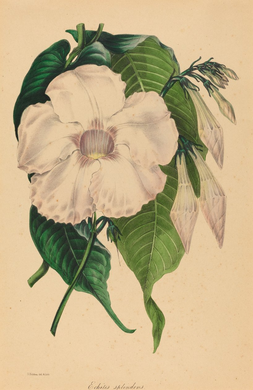Echites splendens - Samuel Holden